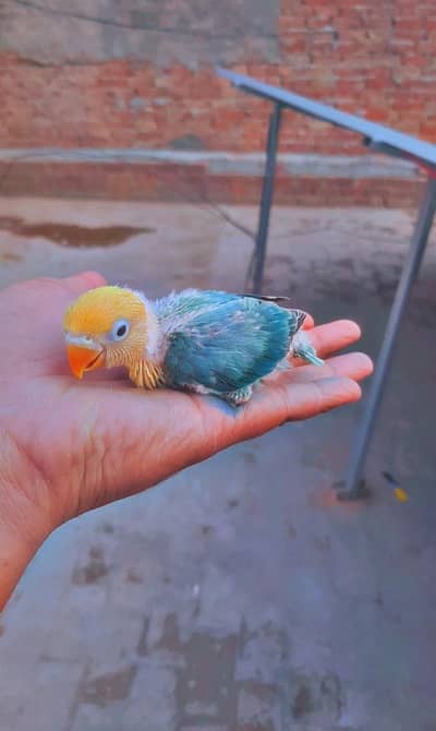 Best For Handtame Parblue Opalines | Violet Oplines  chicks Available