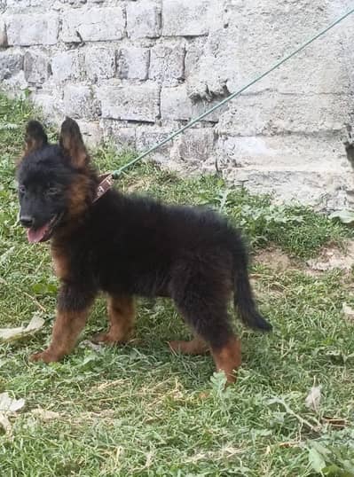 German Shepherd puppy | Long Coat puppies | Dog For Sale | GSD
