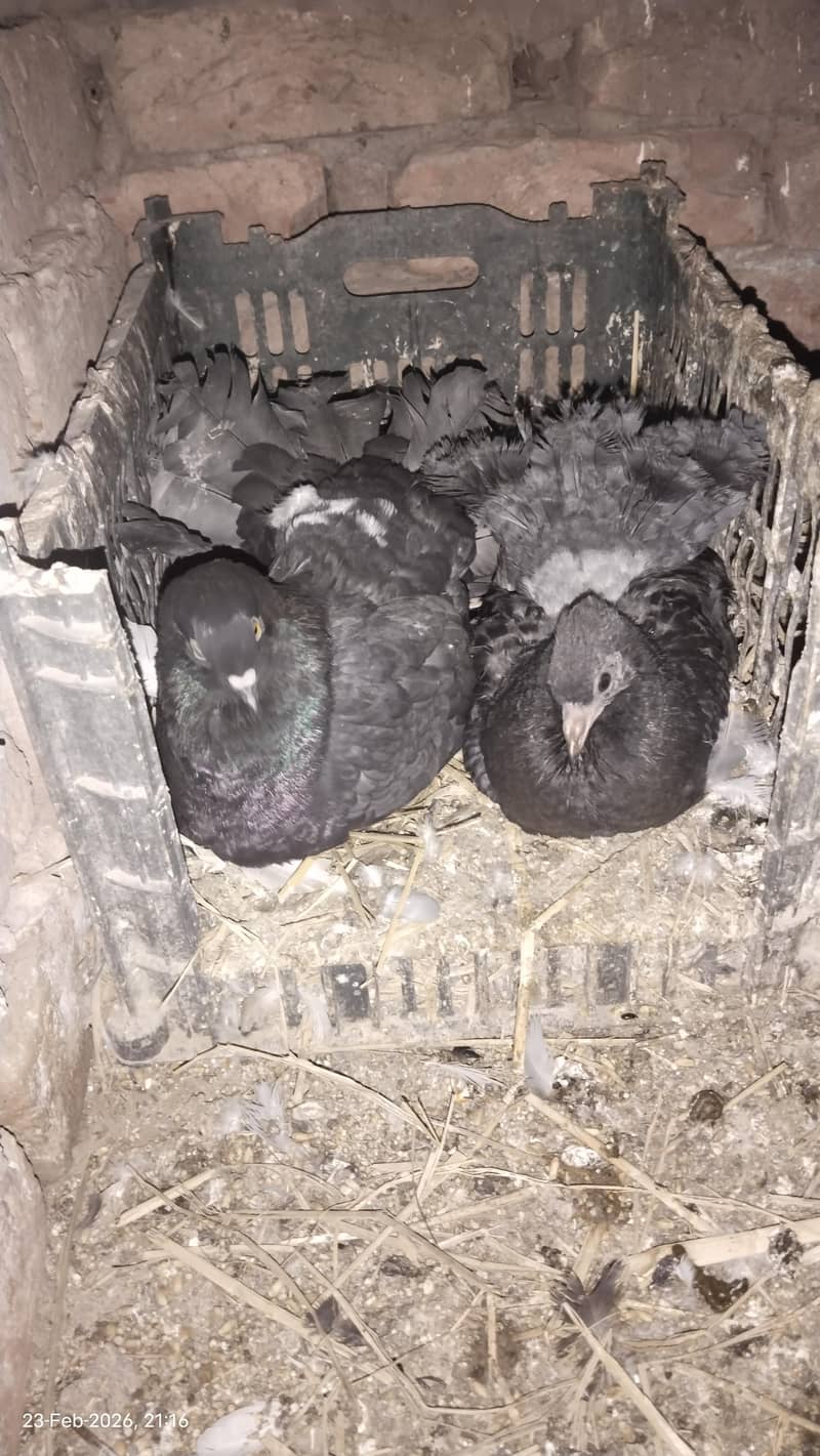 اچھی کوالٹی میں صحت مند کبوتر exchange possibale 0