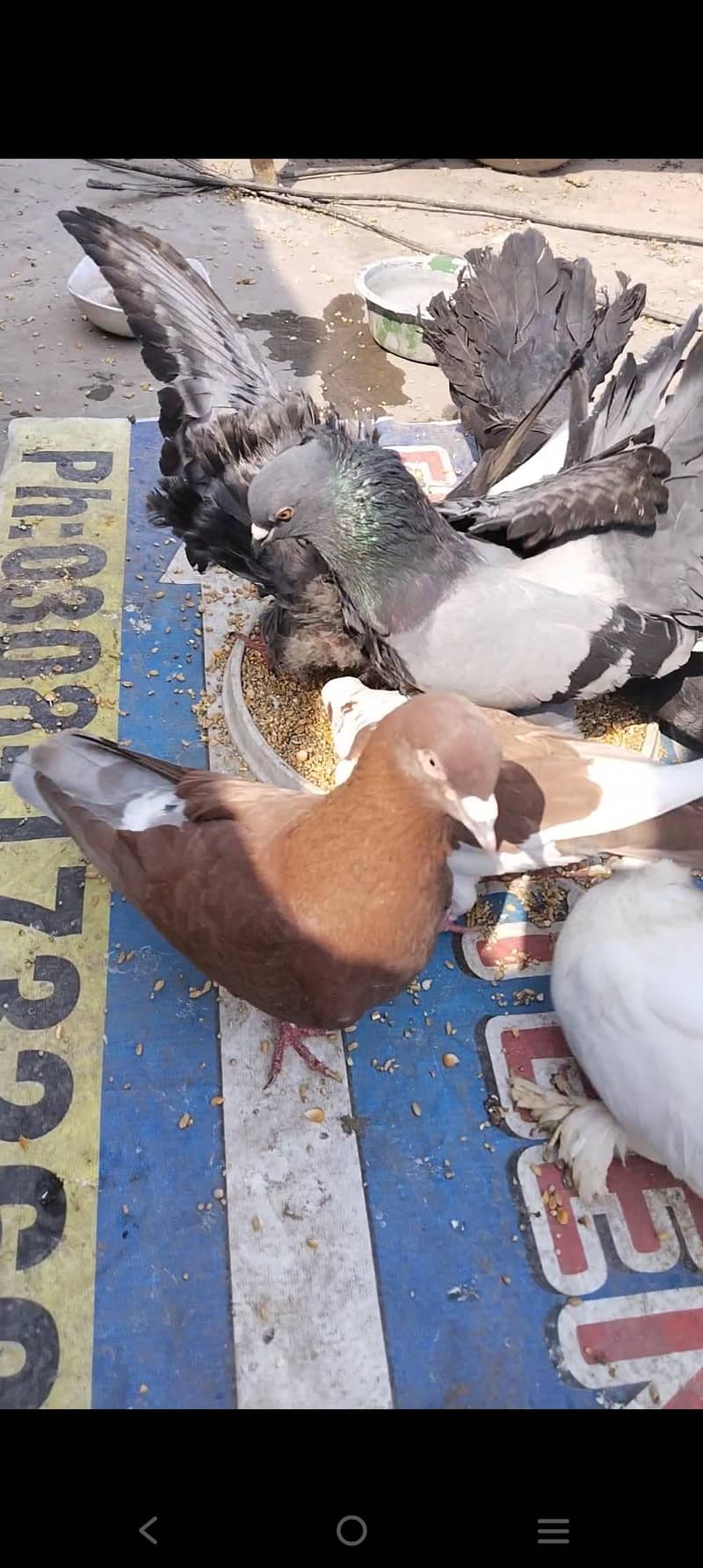 اچھی کوالٹی میں صحت مند کبوتر exchange possibale 1