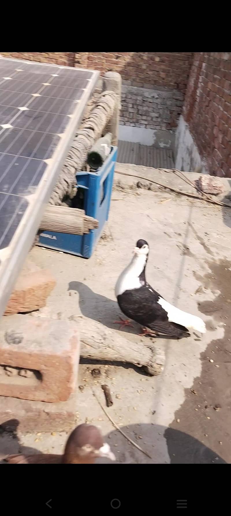 اچھی کوالٹی میں صحت مند کبوتر exchange possibale 2