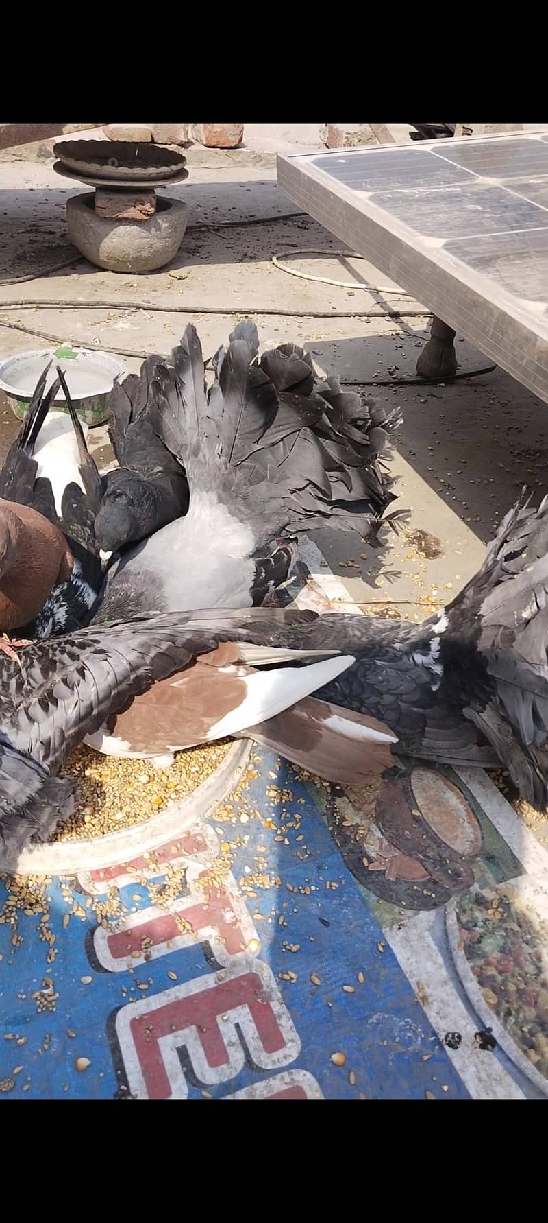 اچھی کوالٹی میں صحت مند کبوتر exchange possibale 3