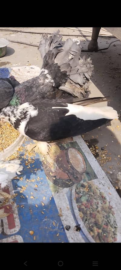 اچھی کوالٹی میں صحت مند کبوتر exchange possibale