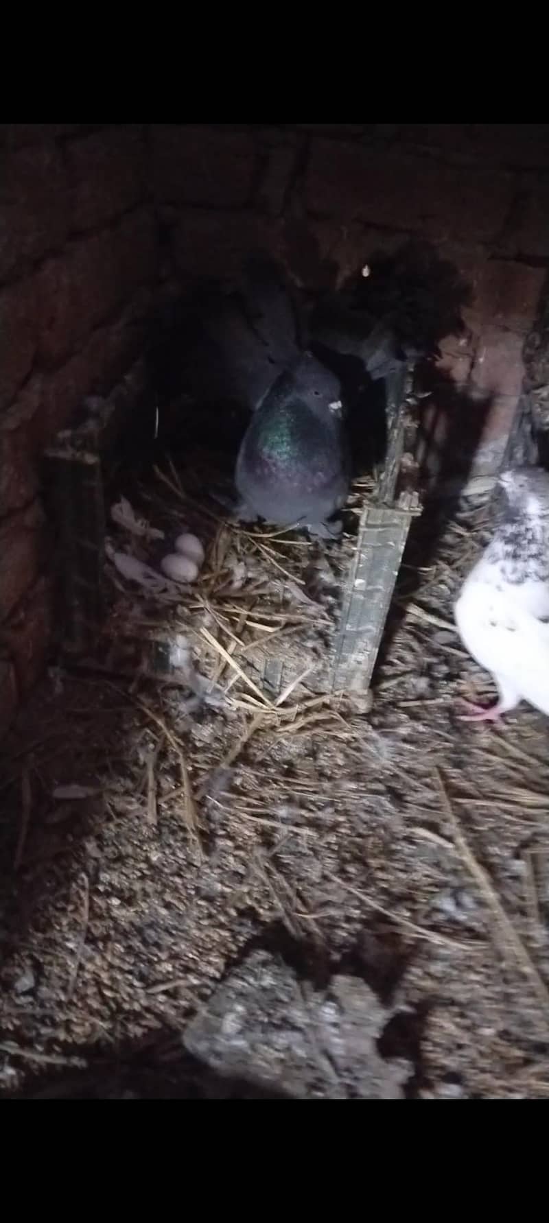 اچھی کوالٹی میں صحت مند کبوتر exchange possibale 6