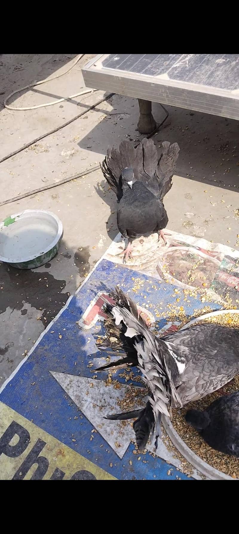 اچھی کوالٹی میں صحت مند کبوتر exchange possibale 8