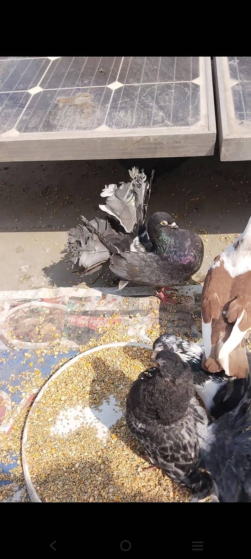 اچھی کوالٹی میں صحت مند کبوتر exchange possibale 10