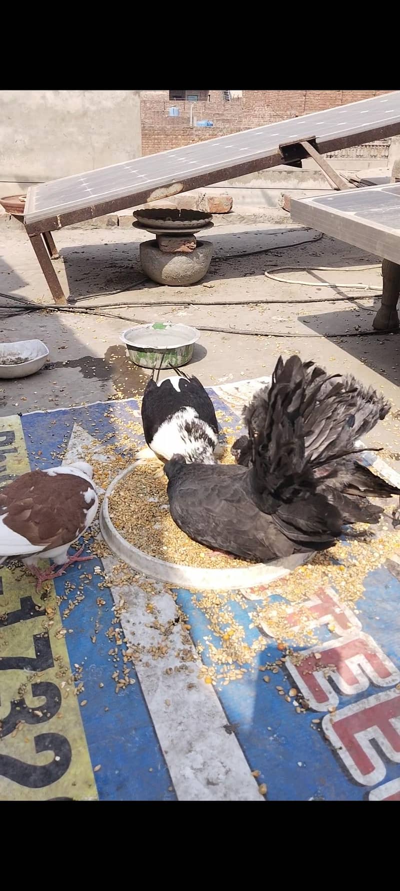 اچھی کوالٹی میں صحت مند کبوتر exchange possibale 12