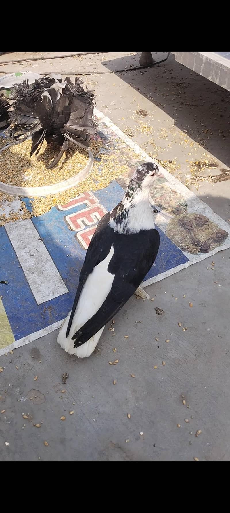 اچھی کوالٹی میں صحت مند کبوتر exchange possibale 13