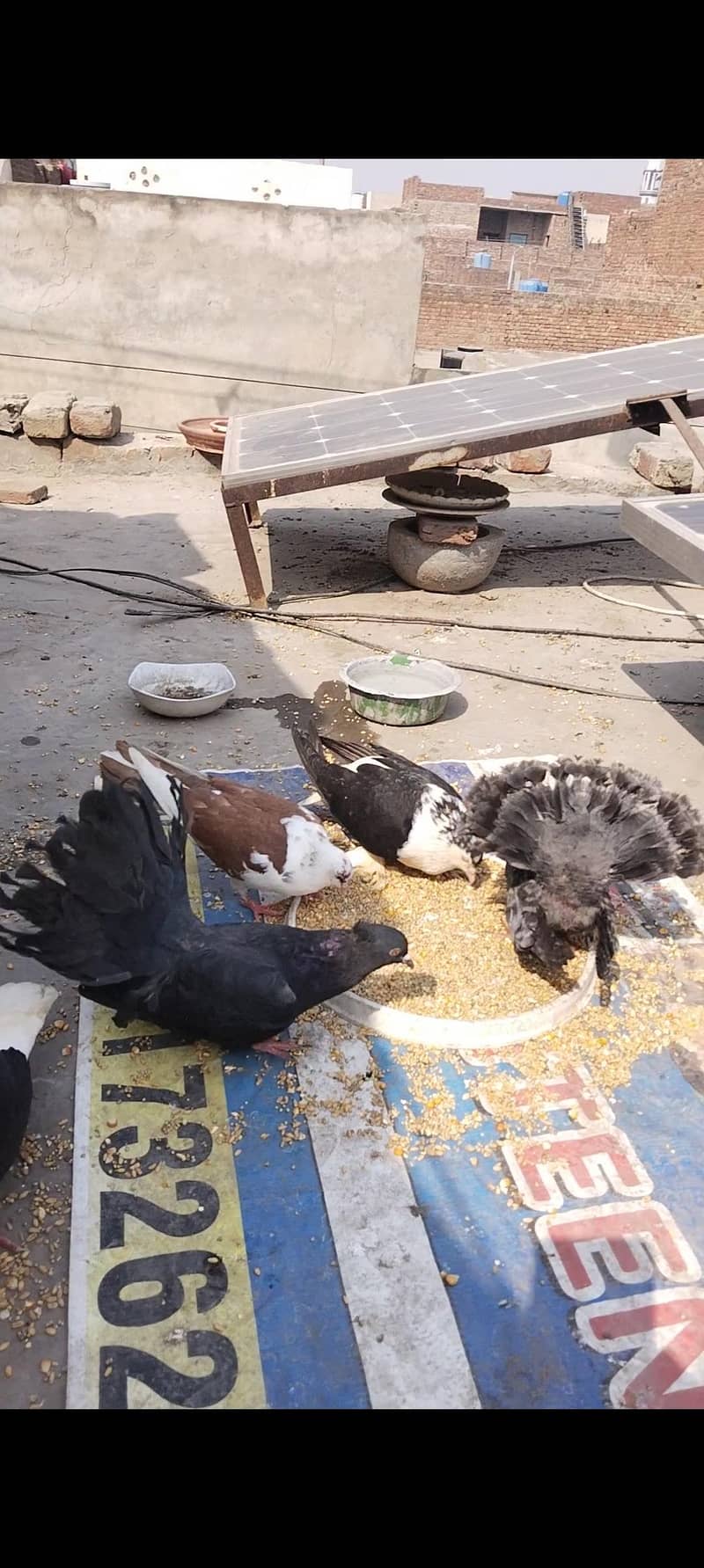 اچھی کوالٹی میں صحت مند کبوتر exchange possibale 14