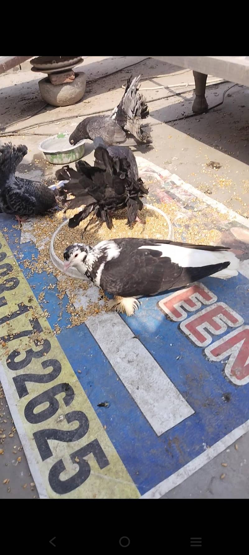 اچھی کوالٹی میں صحت مند کبوتر exchange possibale 16