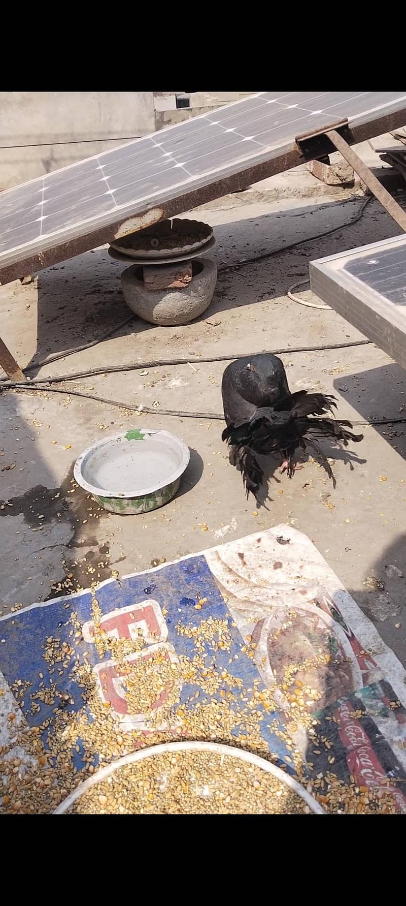 اچھی کوالٹی میں صحت مند کبوتر exchange possibale 17