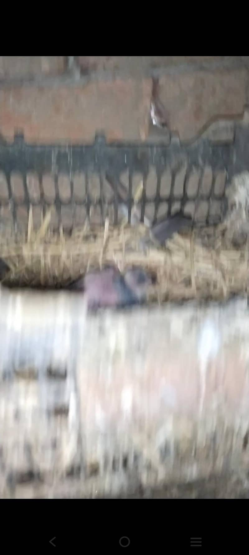 اچھی کوالٹی میں صحت مند کبوتر exchange possibale 18