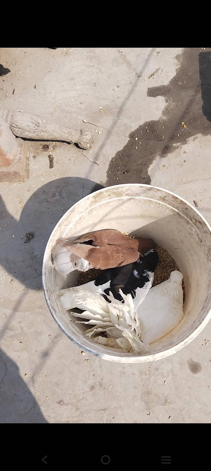 اچھی کوالٹی میں صحت مند کبوتر exchange possibale 19