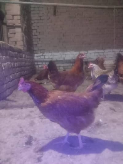 golden misri for sale