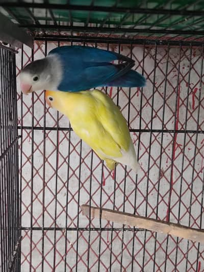 blue fisher split opline split ino x decino