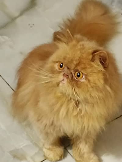 exotic/peki/Big round eye/Long, fluffy coat/Round face/small ears/nose