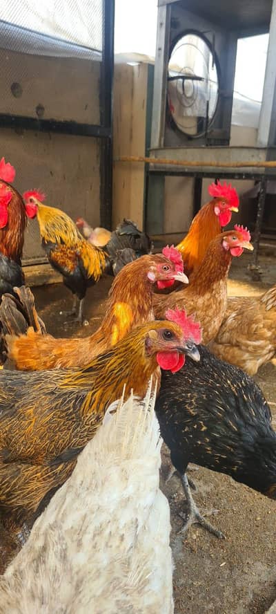 Desi Murgian For sale . . . .