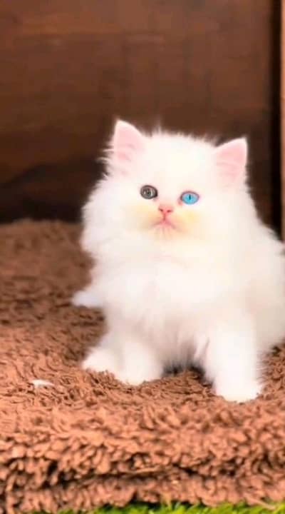 pairsian male and female kitten for sale