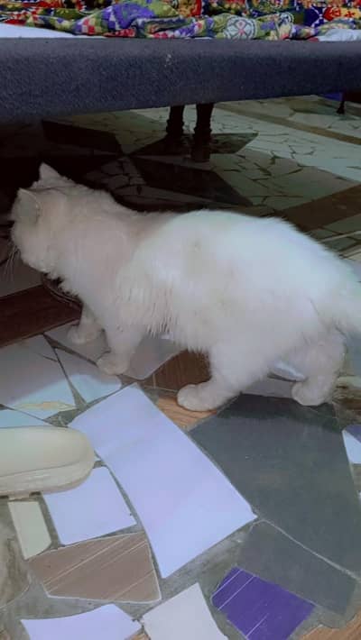 10k Triple code Home cat pet