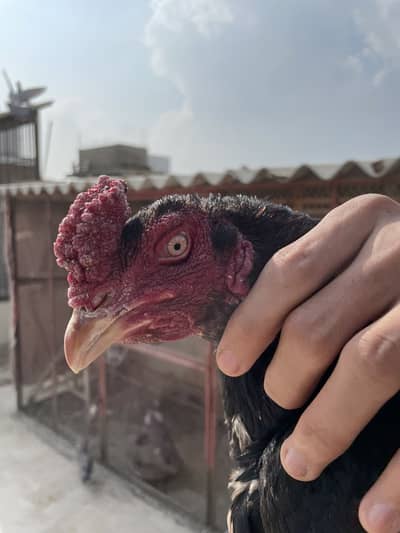 High quality Aseel mianwali murga