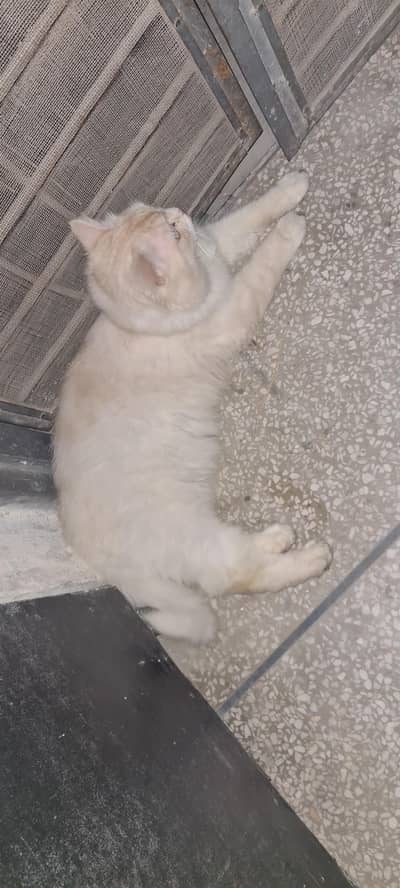 Healthy active 3 coated male litter train