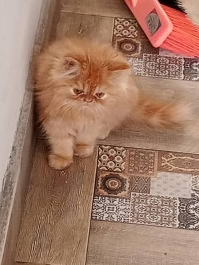 exotic/longcoat\CFA\peki\peke\piki\pair\kittens\high quality