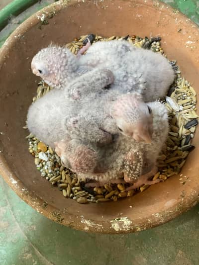 Yellow Sided Conure 3 Hand Feed Chicks