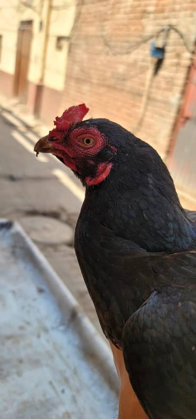 urgent sale  03297361975 wattsapp pr rabta kary ya call kary