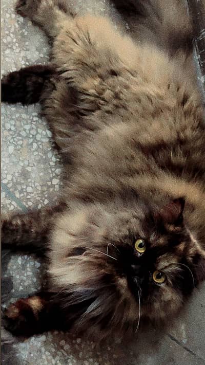 Very calm and faimly cat confirm breeder Cat