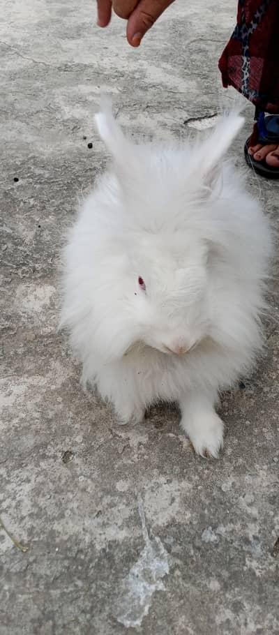 English angora rabbit Red eyes triple coated fer breeder male also av