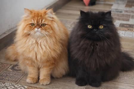 Pekibloodline/ exotic kittens pair in lahore