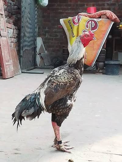 Healthy Desi Rooster for Sale 