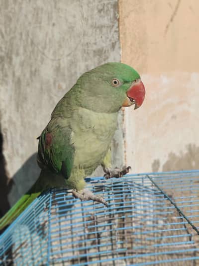 raw parrot toking