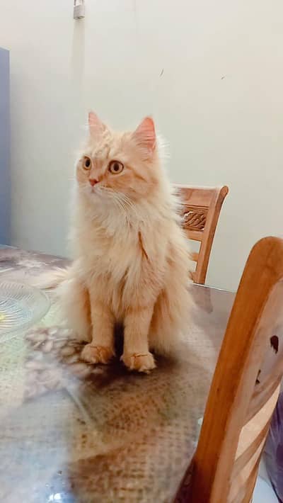 Persian cat
