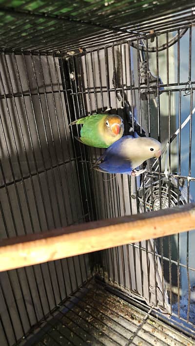 lovebird breeder pair with 2 eggs