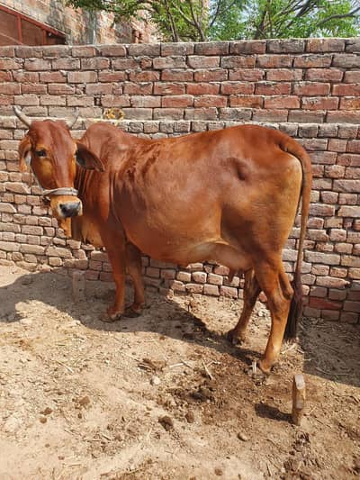 cow sahiwal nasal