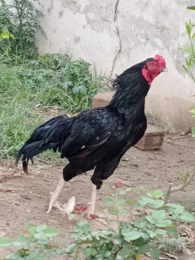 Black Aseel Pair For sale