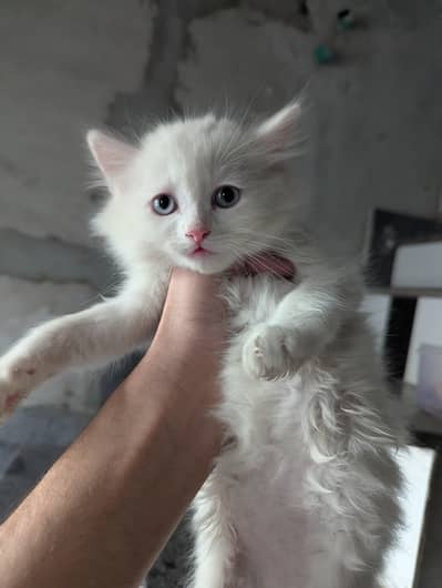 Persian kitten for sale