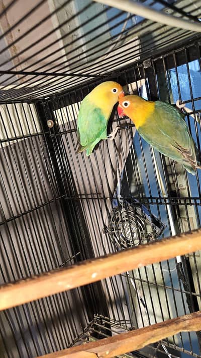 lovebird breeder pair for sale