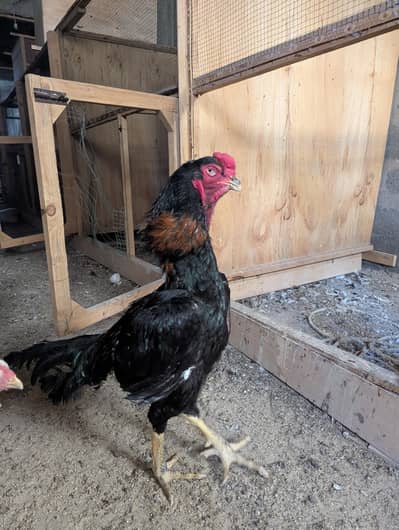 3 Shamo (2 black shamo male and 1 white shamo female)