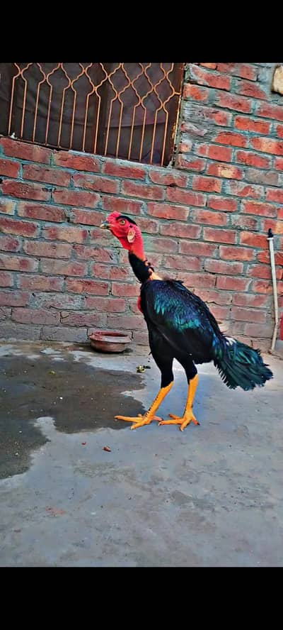 Ganoi Thai Aseel  ,Top Quality Aseel Ganoi