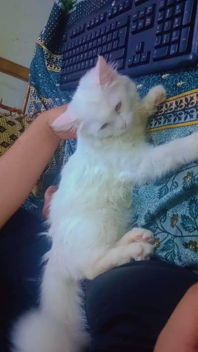 white Persian cat