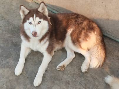 Siberian Husky Breeder Female