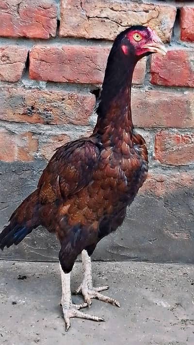 online classifieds Pakistan (SMC-PRIVATE) limited