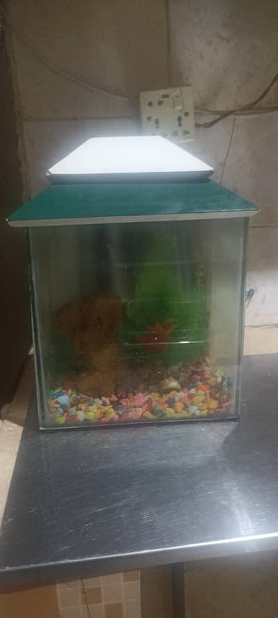 fish aquarium with filter and stones for sell