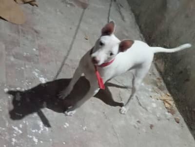 Gultair female dog pink nose