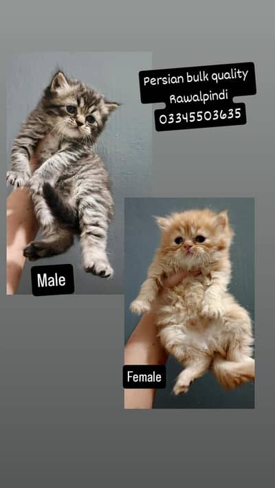 Persian kittens