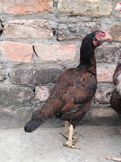 aseel mainwali khajuri madi for sale 03125493963