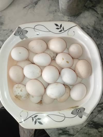 fresh Fayumi fayomi,fayoumi fertile eggs available