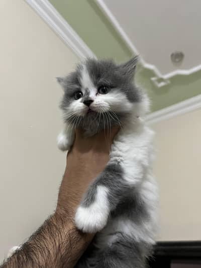 Persian Rare unique colours kittens